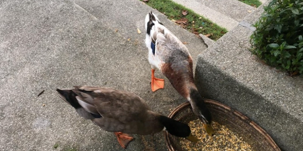 马来西亚泰莱大学QS排名解析：真实实力定位